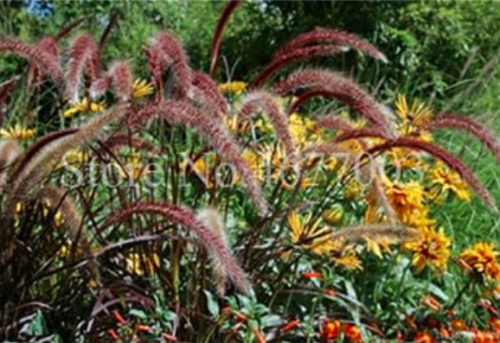 Half-hardy Perennial Fountain Grass Pennisetum Setaceum Fireworks (Color: 1)