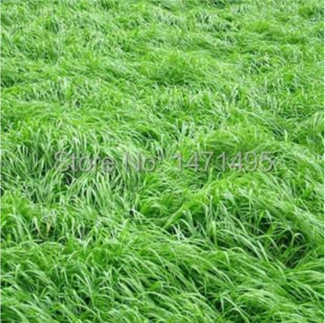 Square Ryegrass Seed Chicken Duck Fish Goose Graziers Grass Seed