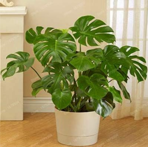 Perennial Seed Plant philodendron Tree Flores Perennial Potted Plant Indoor Air Purification