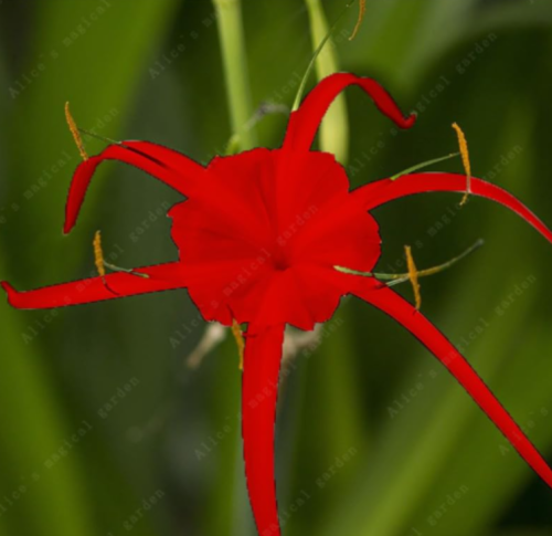 Spider Lily and Lily Fragrance Ornamental Plants Seed Leaves Color Always Green Flowers