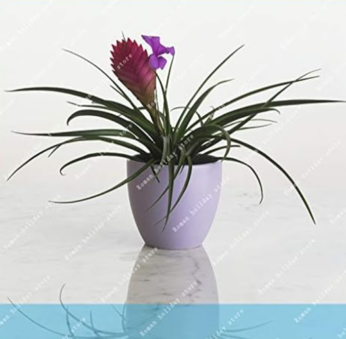 Purple Flower Tillandsia cyanea Potted Flower Seeds