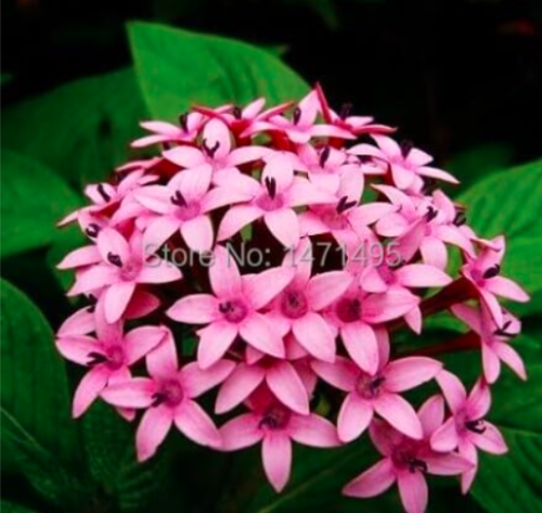 Lanceolata Flower Seeds Starry Flowers Seed Purify Indoor Outdoor