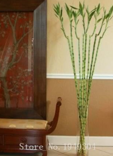 Lucky Bamboo Choose Potted Seed Variety Complete Dracaena (Color: 1)