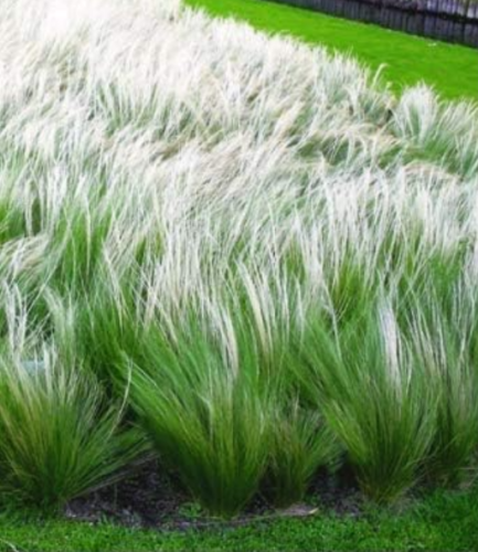 Mexican Grass Rare Stipa tenuissima 'Elegant' Ornamental Grass Seeds