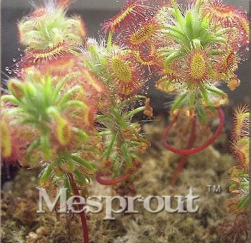 Sundew Seed Varieties Garden Seed Plant Sundew Carnivorous Potted Plant Seed