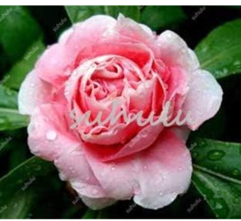 Super Rare Garden Balsam Double Impatiens Flower Seeds