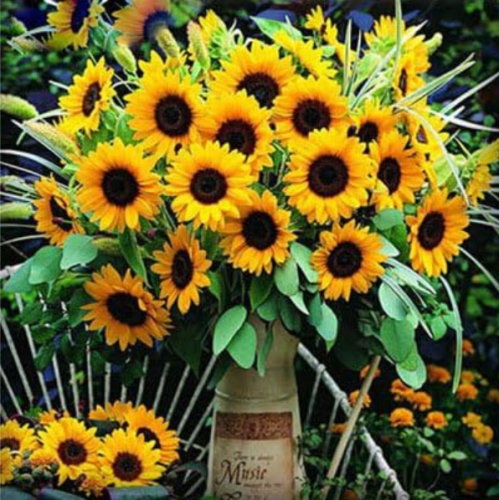 Sunflower Organic Helianthus Annuus Ornamental Flower Seeds