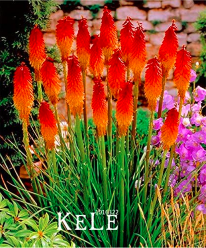 Kniphofia Flower Seed red hot pokers-Plants So Pretty Long Blomming Fiery-hued Flowers