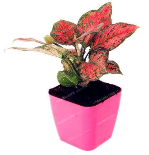 Rare Aglaonema Spp High Humidity Easy Grow Office Desk Seed Air Freshening (Color: 2)