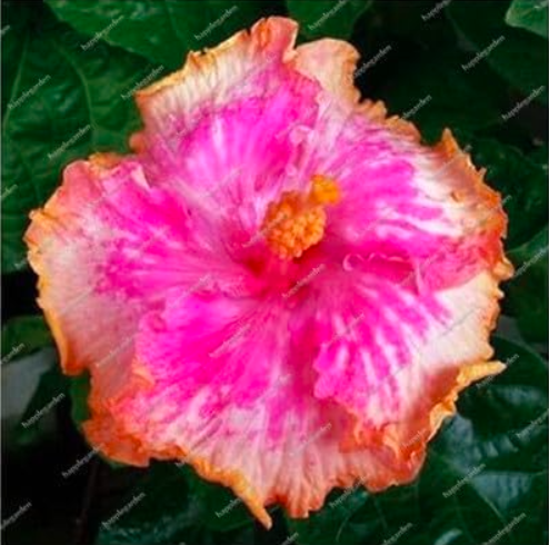 Multifarious Giant Hibiscus Flower Seed Potted Hibiscus Seed Flower Plants - (Color: 7)