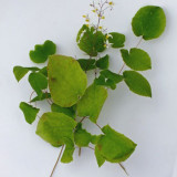 Epimedium Brevicornum Seeds, Round Leaf