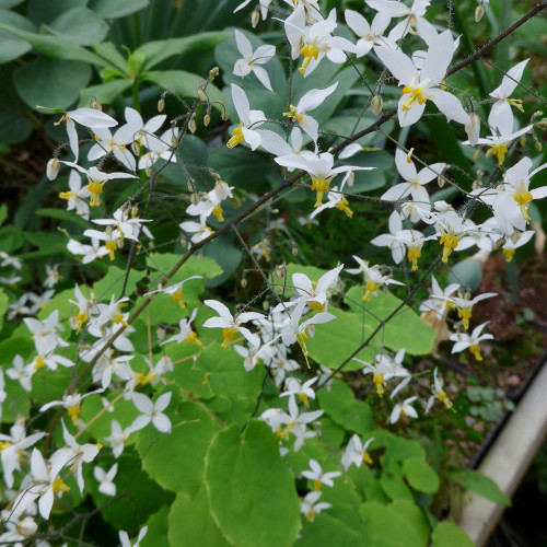 Epimedium Brevicornum Seeds, Round Leaf