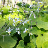 Epimedium Brevicornum Seeds, Round Leaf