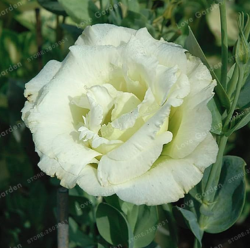 Eustoma Grandiflorum Seed (Color 4)