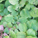 Epimedium Brevicornum Seeds, Round Leaf