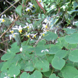 Epimedium Brevicornum Seeds, Round Leaf