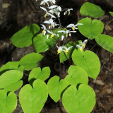 Epimedium Brevicornum Seeds, Round Leaf