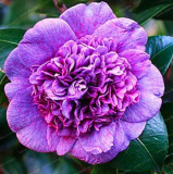 Common Camellia Seed Potted Flowers Seeds (Color: 17)