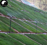 Evergreen Zoysia Japonica Semente 500pcs Plant Slope Protection Lawn Grass