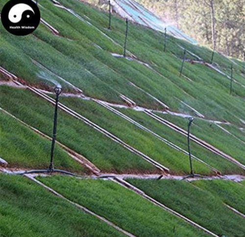 Evergreen Zoysia Japonica Semente 500pcs Plant Slope Protection Lawn Grass