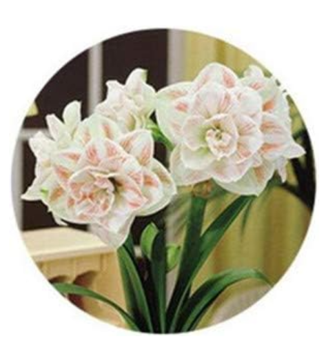 Amaryllis Flower Seeds the Barbados Lily Seeds