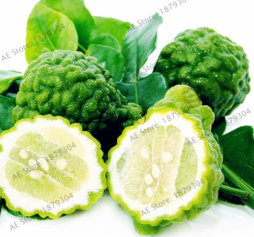 Key Lime Plant,Citrus Aurantifolia Flores,Seed Organic Fruit plant