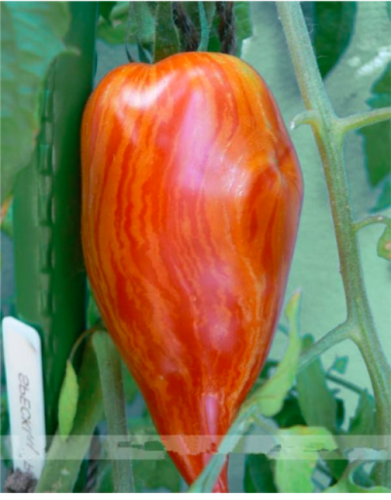 Giant Big Tomato -San Marzano Tomato, Heirloom Open Pollinated Fruit Vegetable