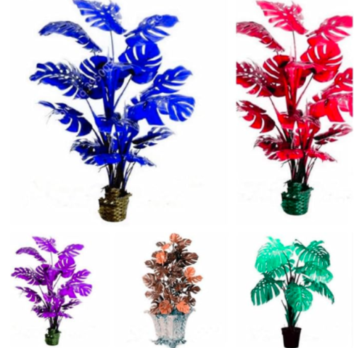 Philodendron Plant Exotic Seed Potted Outdoor Organic Foliage