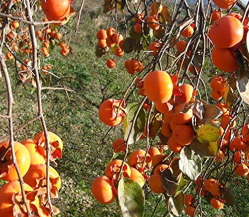 Luotiantianshi direct varieties of persimmon fruit spot Seeds