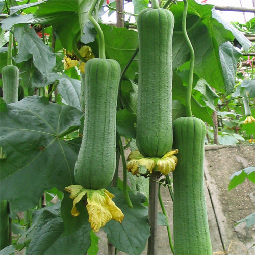 Short Club Flesh Luffa Seeds