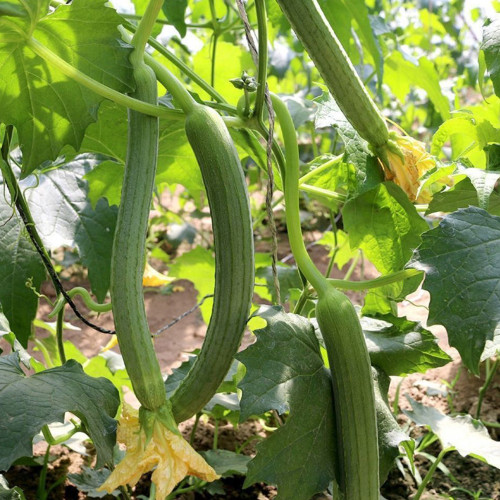 Long Fragrant Luffa Seeds, Healthy and Natural