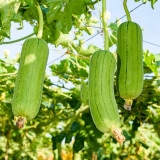 Short Club Flesh Luffa Seeds