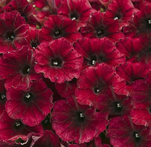 'Supertunia' Petunia Black Red Single Petals Flowers Hybrid Seeds
