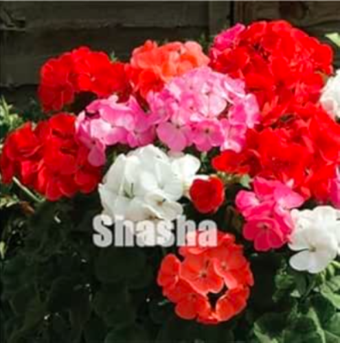 Geranium Seeds (Color: 4)