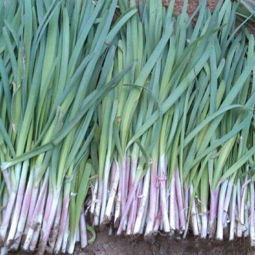 HUAJUN Purple-rooted Chinese Chives Seeds
