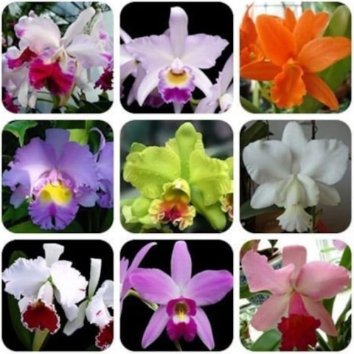 Orchids Cattleya Flower Seeds Rare Perennial