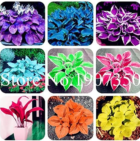 Coloful Hosta Plants Perennials Lily Flower Full Shade Hosta Flower