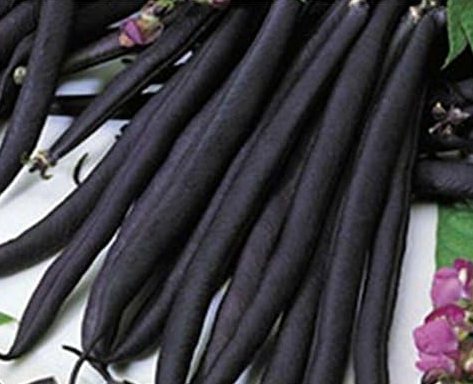 Rare Purple Bush Beans Parpl TippiOrganic Russian Vegetable