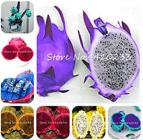 Dragon Fruit Seeds Mixed Perennial Plants Non-GMO
