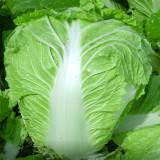 Early-maturing No.5 Chinese Cabbage Seeds