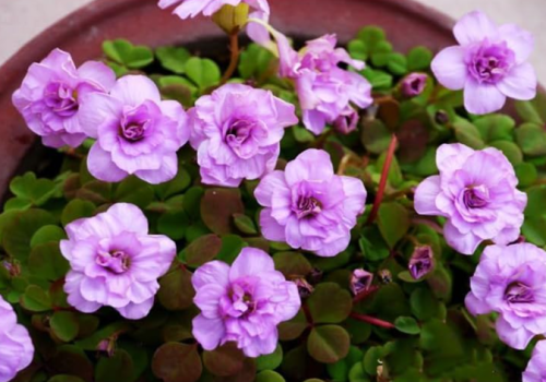 Rare oxalis nidulans pompom The Netherlands imports Oxalis Flowers