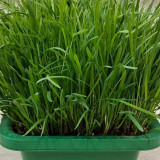 HUAJUN Bonsai Chinese Chives Seeds