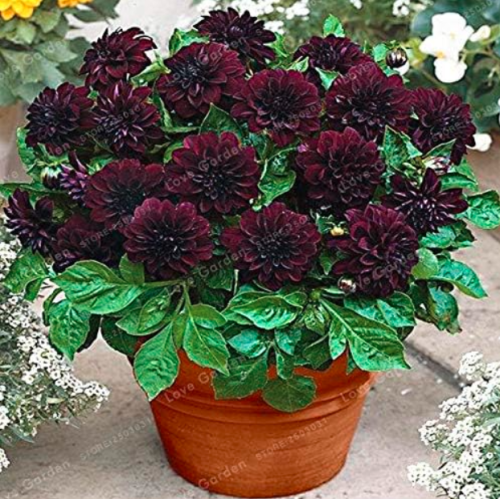 50 Pcs True Dahlia Seed Dahlia Flower Seeds (Color: 7)