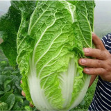 Early-maturing No.5 Chinese Cabbage Seeds