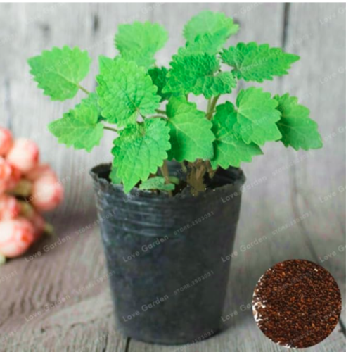 Agastache Rugosa Seed Korean Mint Blue Licorice Seed