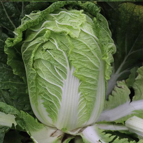 Beijing New No.3 Cabbage Seeds