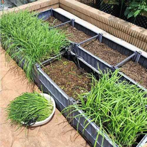 HUAJUN Bonsai Chinese Chives Seeds