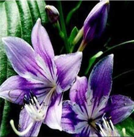 Lily Plant Seeds, Perfume Lilies Plants, Rare Color Flower Garden Plant