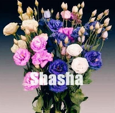 Eustoma Lisianthus Bonsai Platycodon Grandiflorum Herb Flowers Seeds
