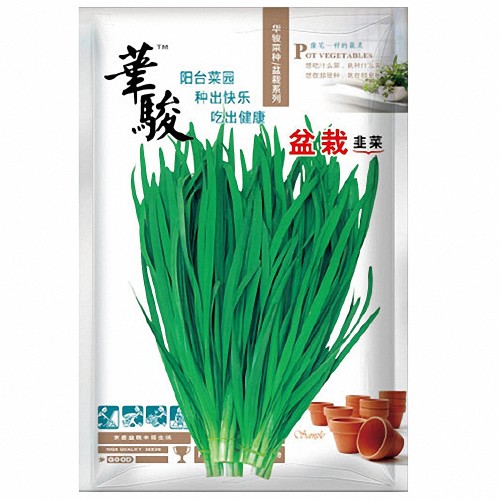 HUAJUN Bonsai Chinese Chives Seeds